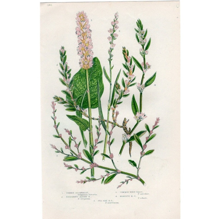 アン・プラット「ソバ・ミチヤナギ」≪英国の花とシダ植物≫1880年