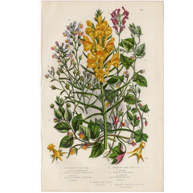 アン・プラット「ウンラン」≪英国の花とシダ植物≫1880年