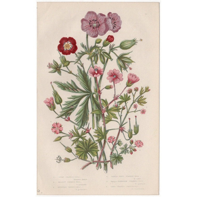 アン・プラット「ゼラニウム」≪英国の花とシダ植物≫1880年