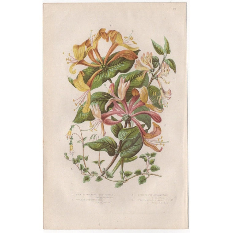 アン・プラット「スイカズラ」≪英国の花とシダ植物≫1880年