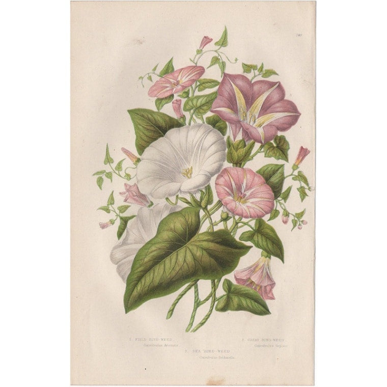 アン・プラット「ヒルガオ」≪英国の花とシダ植物≫1880年