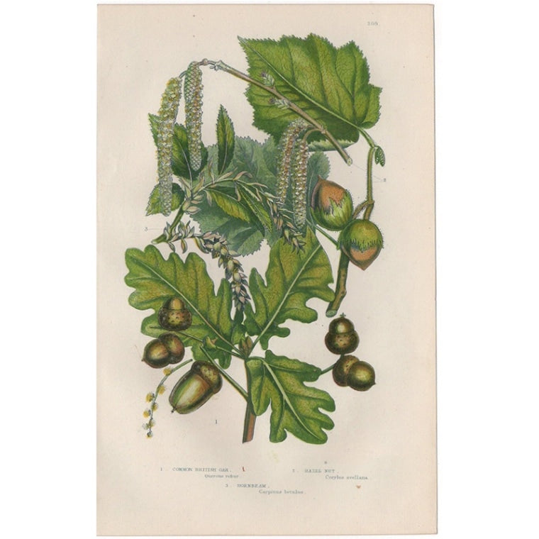 アン・プラット「木の実(ナラ・シデ・ヘーゼルナッツ)」≪英国の花とシダ植物≫1880年