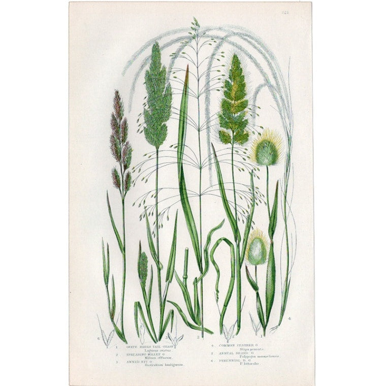 アン・プラット「イネ科の植物」≪英国の花とシダ植物≫1880年