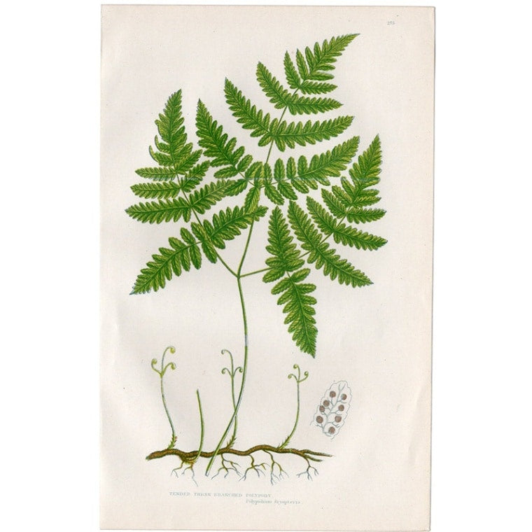 アン・プラット「オークシダ」≪英国の花とシダ植物≫1880年