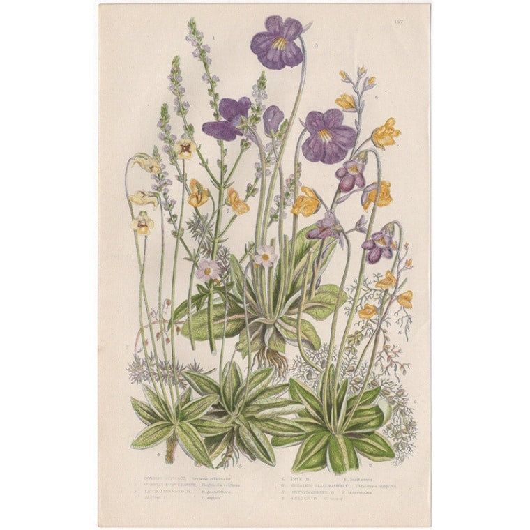 アン・プラット「ムシトリスミレ・タヌキモ」≪英国の花とシダ植物≫1880年