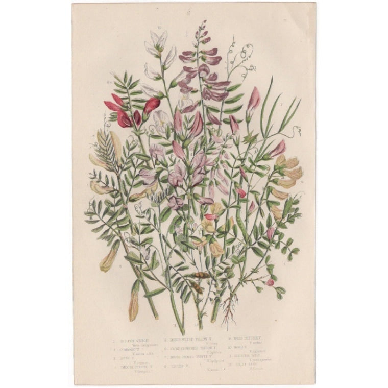 アン・プラット「ソラマメ属の花々」≪英国の花とシダ植物≫1880年