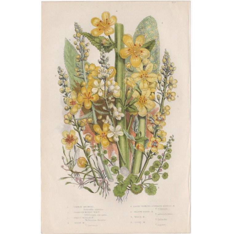 アン・プラット「モウズイカの花々」≪英国の花とシダ植物≫1880年