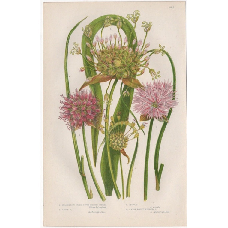 アン・プラット「チャイブ、ネギの花」≪英国の花とシダ植物≫1880年