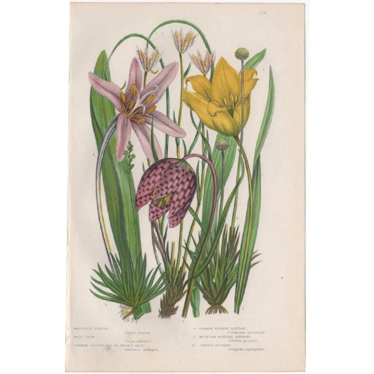 アン・プラット「チューリップ」≪英国の花とシダ植物≫1880年