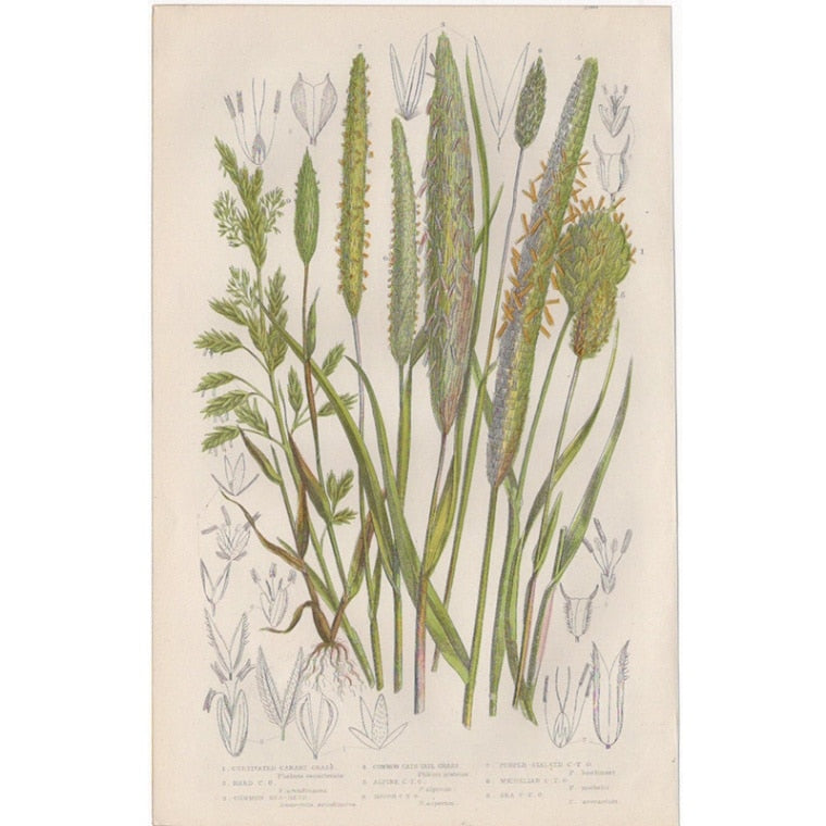 アン・プラット「アワガエリ属とクサヨシ属」≪英国の花とシダ植物≫1880年