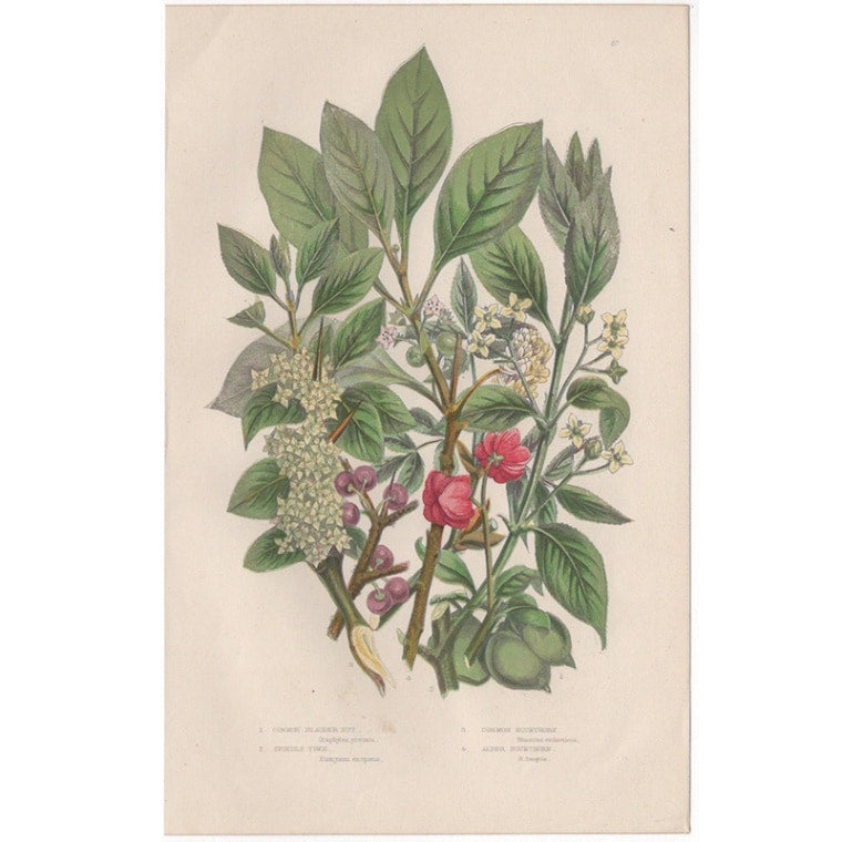 アン・プラット「ミツバウツギ・セイヨウマユミ・セイヨウクロウメモドキ・セイヨウイソノキ」≪英国の花とシダ植物≫1880年
