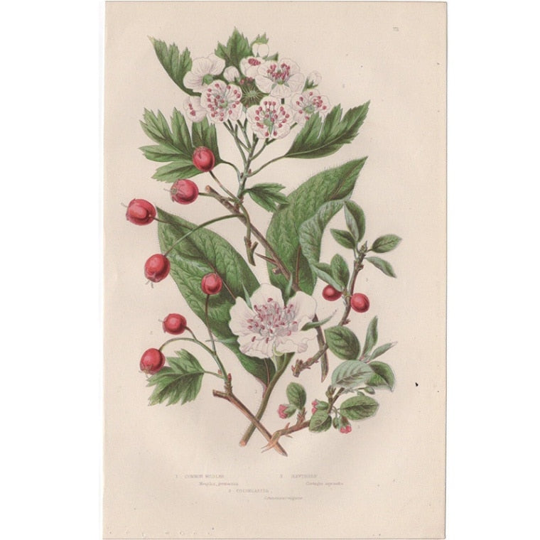 アン・プラット「セイヨウカリン・セイヨウサンザシ・コトネアスター」≪英国の花とシダ植物≫1880年