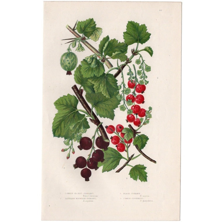 アン・プラット「スグリ」≪英国の花とシダ植物≫1880年