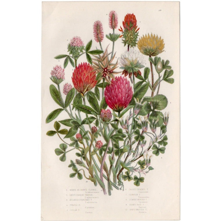 アン・プラット「シャジクソウ」≪英国の花とシダ植物≫1880年