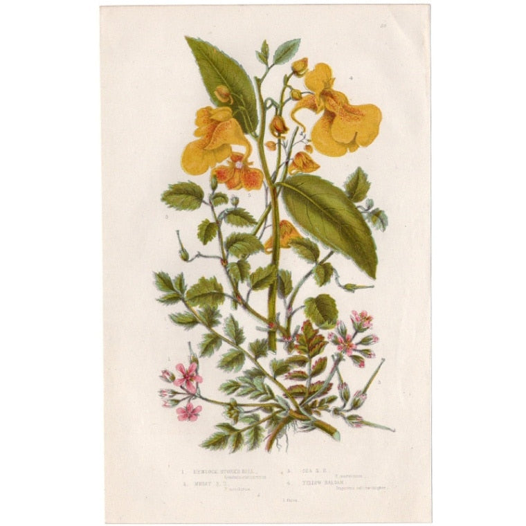 アン・プラット「オランダフロウとツリフネソウ」≪英国の花とシダ植物≫1880年