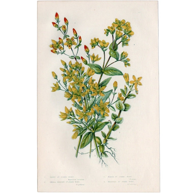 アン・プラット「セイヨウオトギリソウ」≪英国の花とシダ植物≫1880年