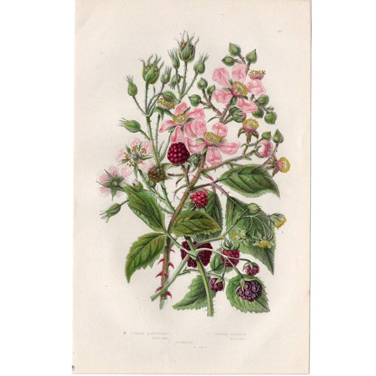 アン・プラット「ラズベリーとブラックベリー」≪英国の花とシダ植物≫1880年