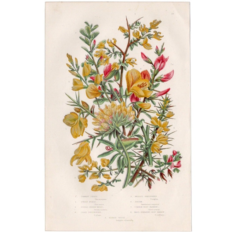 アン・プラット「クマノアシツメクサとエニシダ」≪英国の花とシダ植物≫1880年