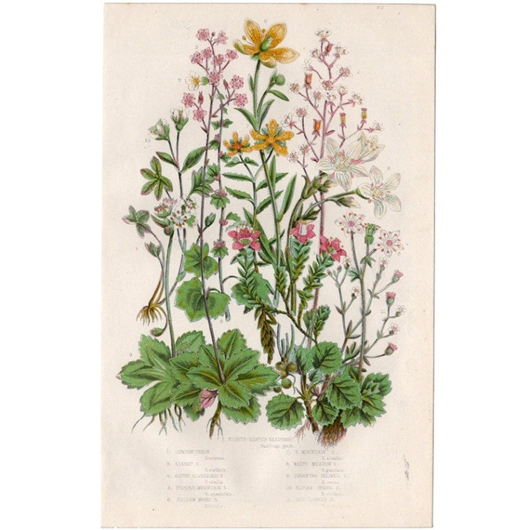 アン・プラット「ユキノシタ」≪英国の花とシダ植物≫1880年