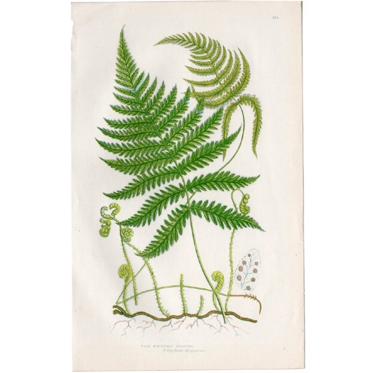 アン・プラット「ミヤマワラビ」≪英国の花とシダ植物≫1880年