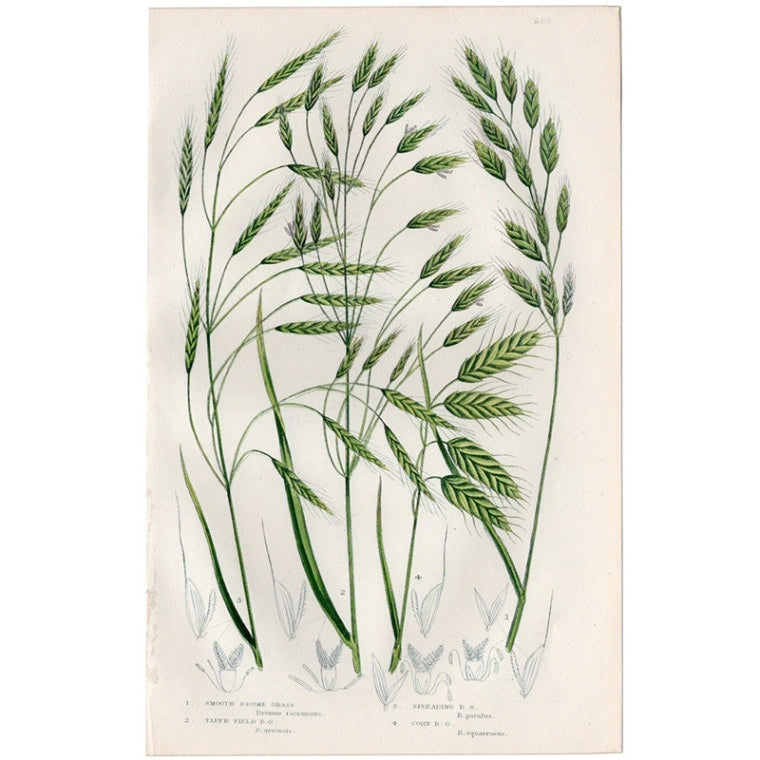 アン・プラット「スズメノチャヒキ」≪英国の花とシダ植物≫1880年