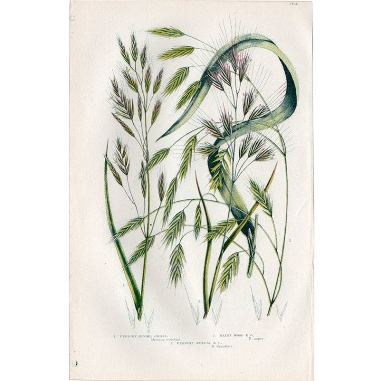 アン・プラット「ヒゲナガスズメノチャヒキ」≪英国の花とシダ植物≫1880年