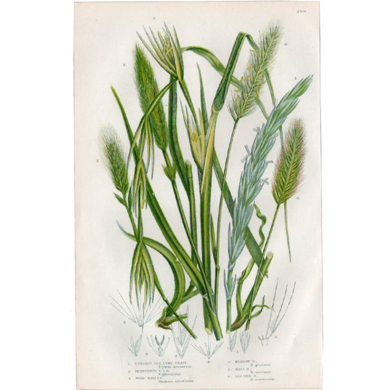 アン・プラット「エゾムギとオオムギ」≪英国の花とシダ植物≫1880年
