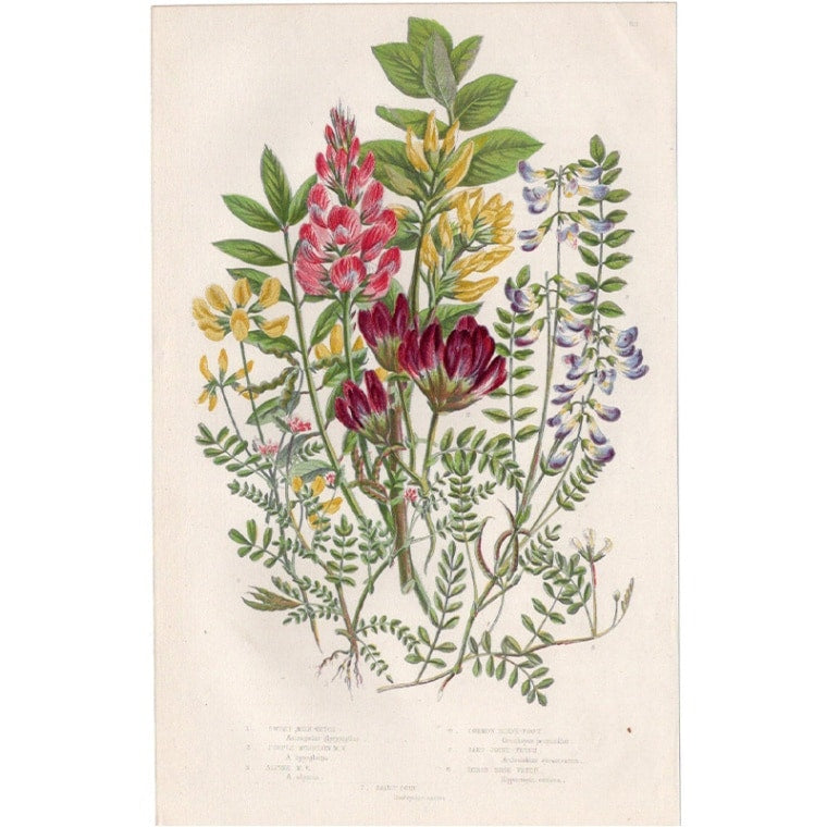 アン・プラット「マメ科のゲンゲ、オルニソパスなど」≪英国の花とシダ植物≫1880年