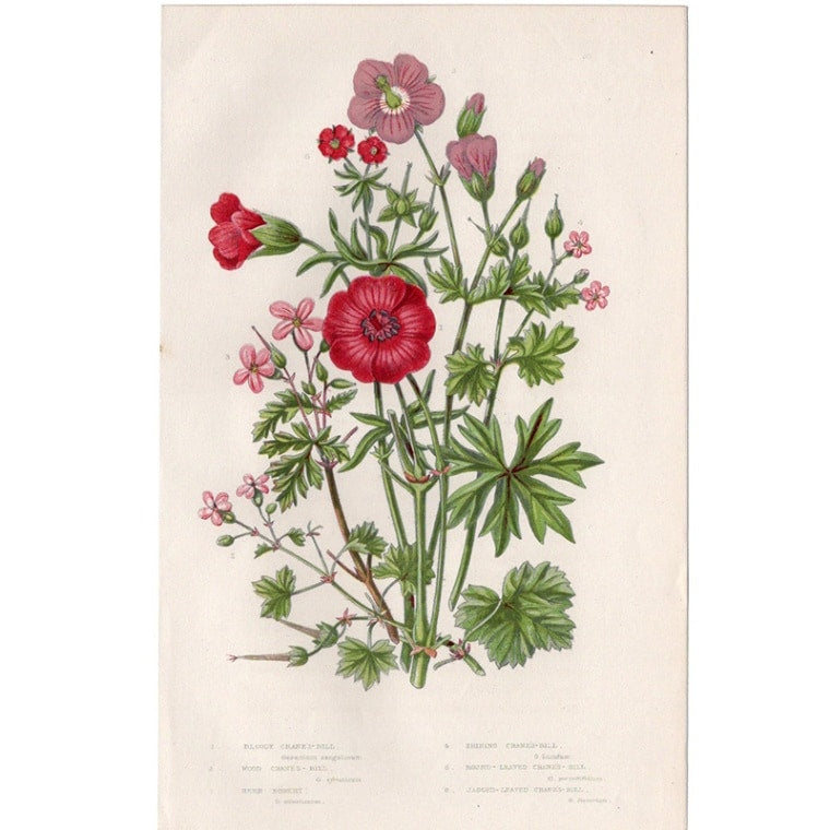 アン・プラット「ゼラニウム(フロウソウ)」≪英国の花とシダ植物≫1880年