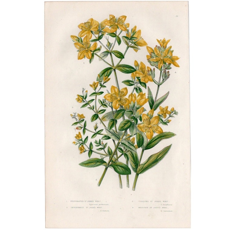 アン・プラット「オトギリソウ」≪英国の花とシダ植物≫1880年