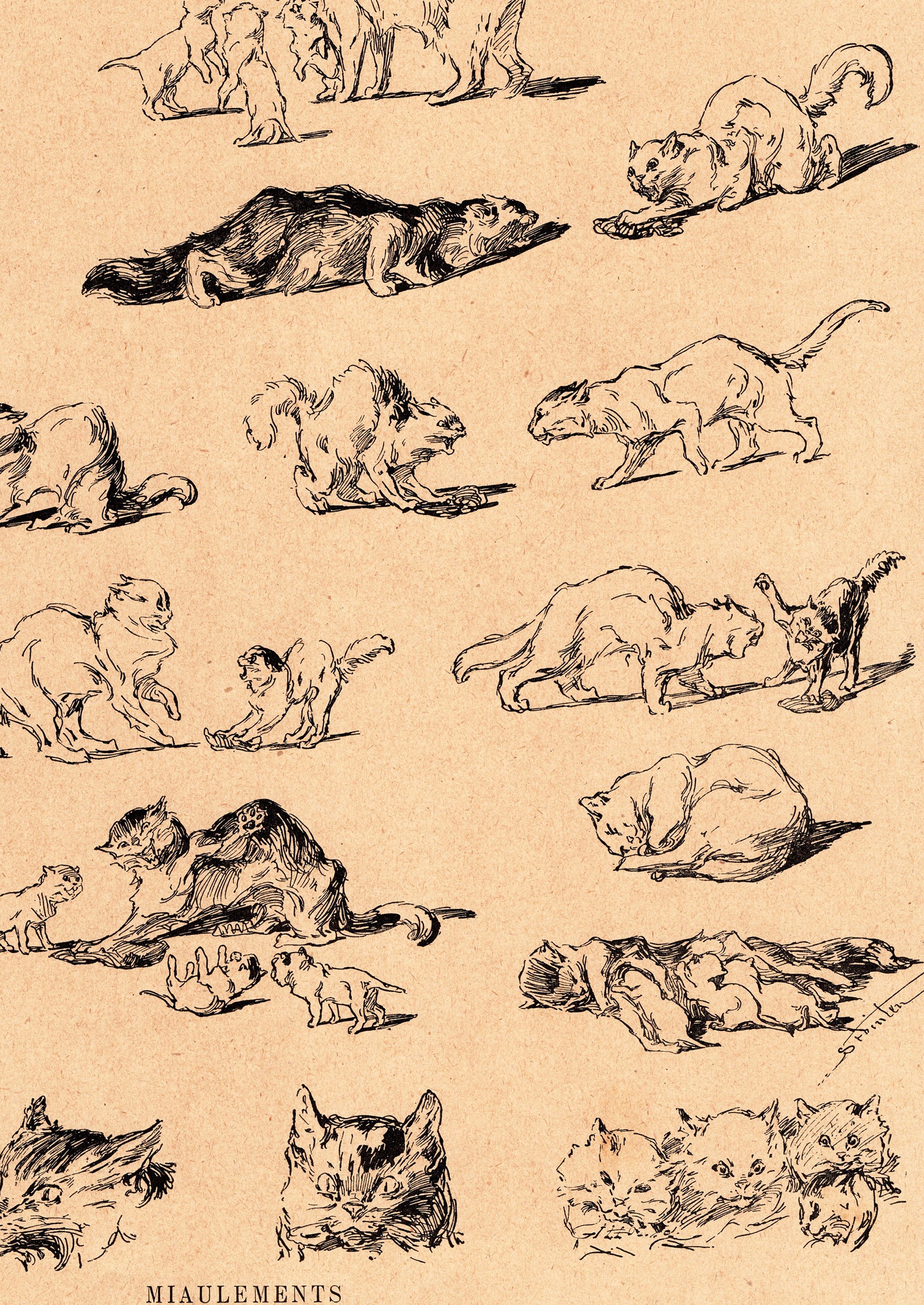 スタンラン ≪猫たちの鳴き声≫ 1898年 『猫たち』より拡大図後半