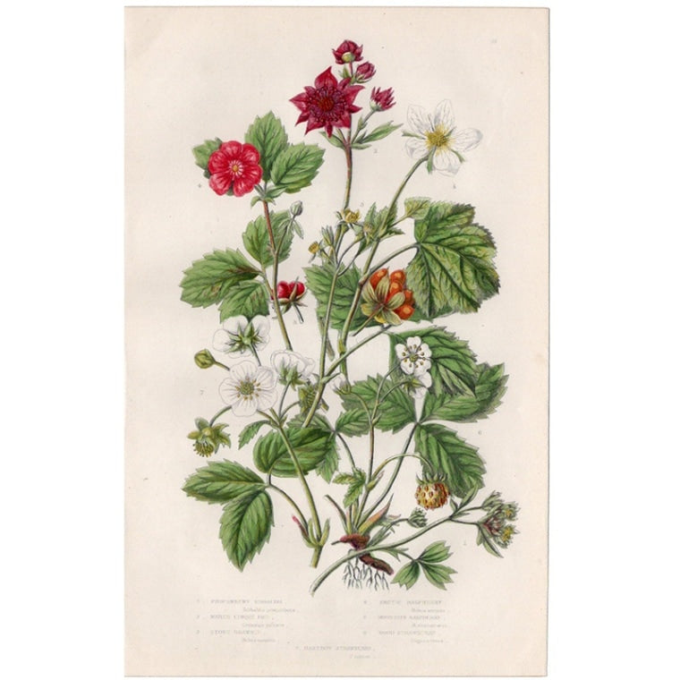 アン・プラット「キイチゴとオランダイチゴ」≪英国の花とシダ植物≫1880年