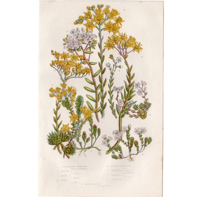 アン・プラット「セダム（万年草）」≪英国の花とシダ植物≫1880年