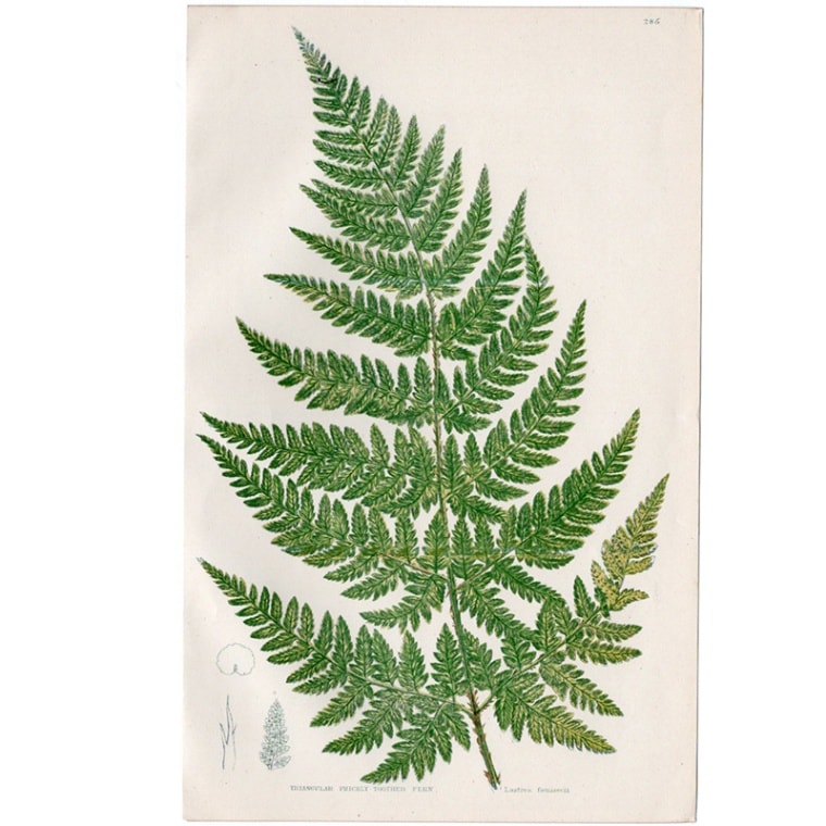 アン・プラット「Triangular prickly toothed fern（lastrea foenisecii）」≪英国の花とシダ植物≫1880年