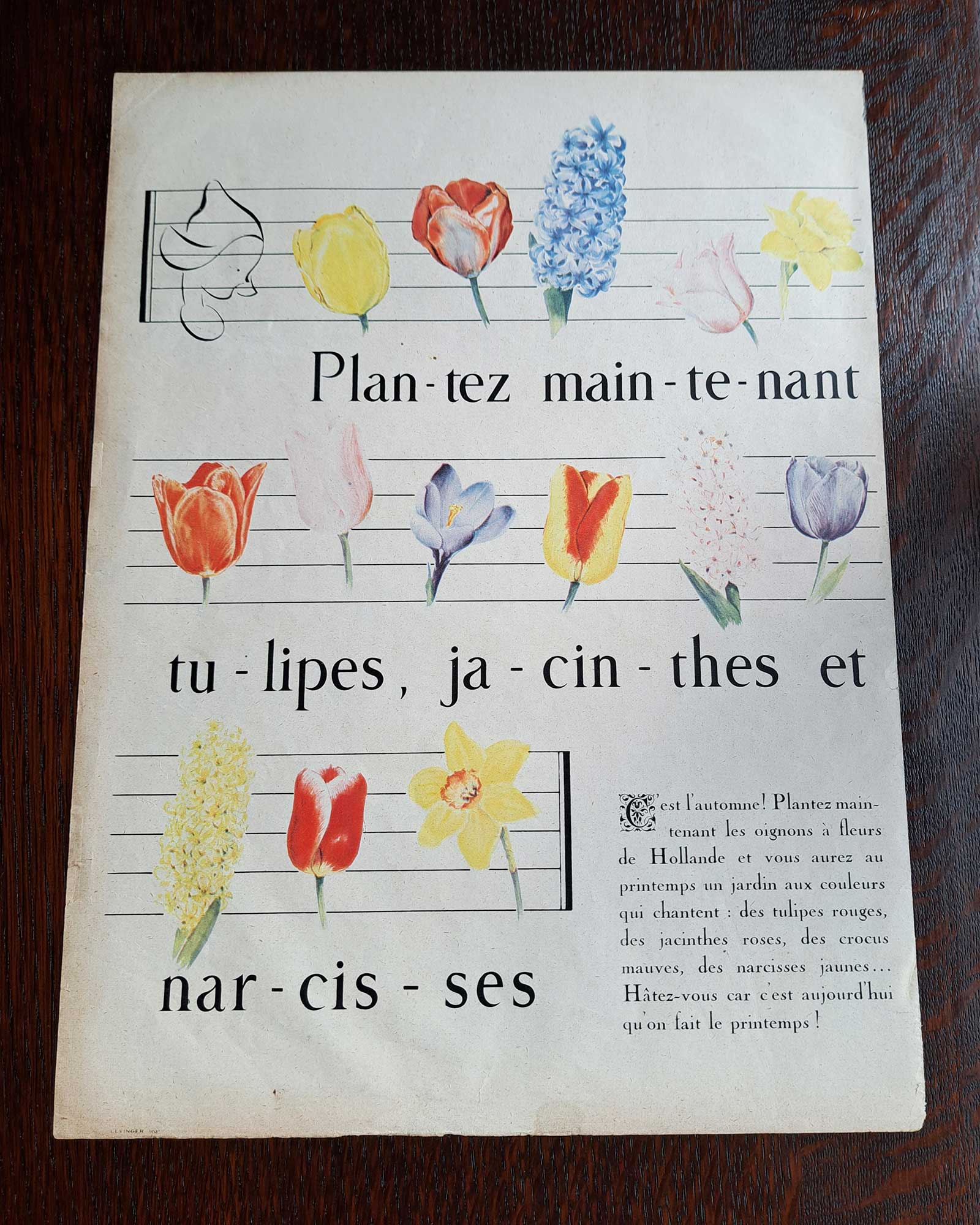 ≪チューリップを植えよう♪≫　ヴィンテージ広告　1950年頃