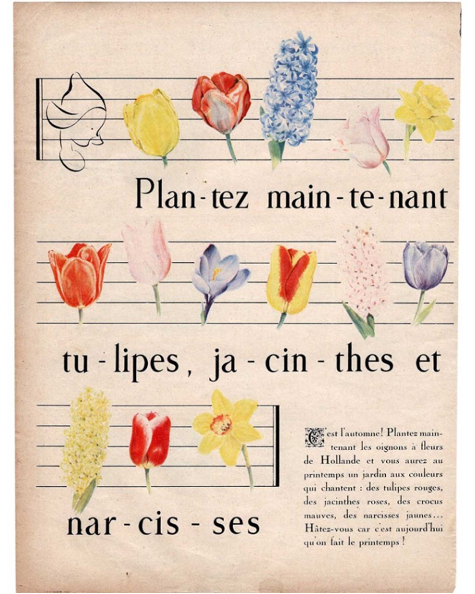 ≪チューリップを植えよう♪≫　ヴィンテージ広告　1950年頃